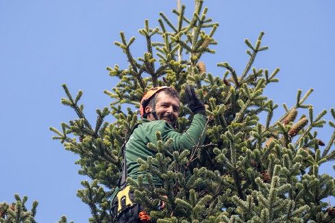 Mann klettert zur Zapfenernte in Baumspitze